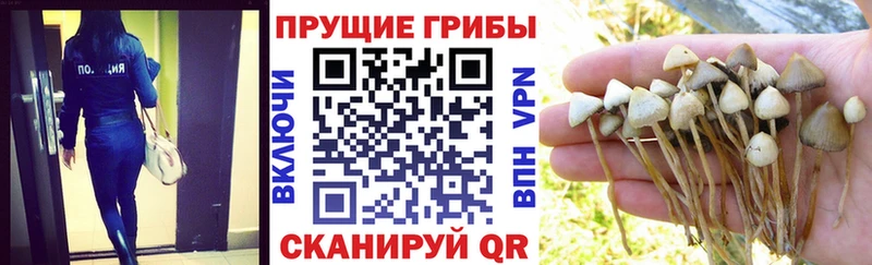 Псилоцибиновые грибы Cubensis Реж